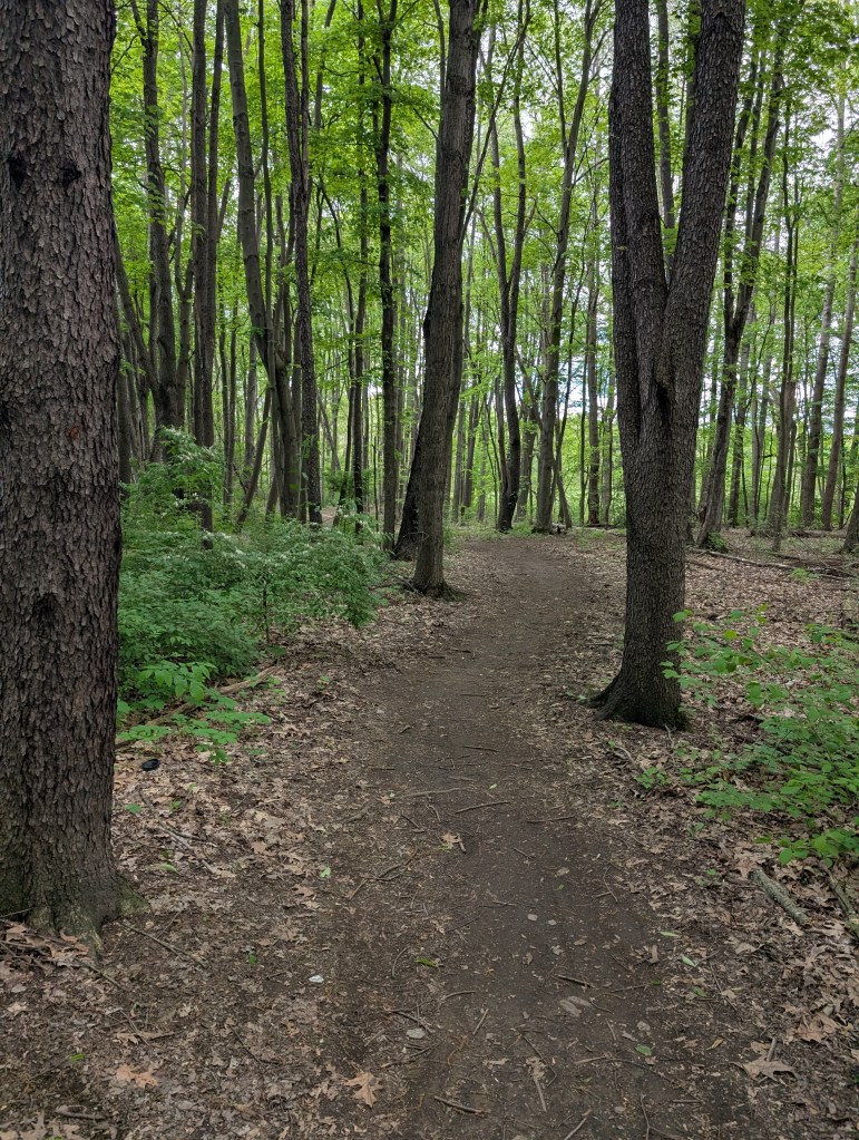 A dirt path in a forest of tall, thin trees with spring green leaves. There is a little sun through the branches and the ground has old leaf litter.