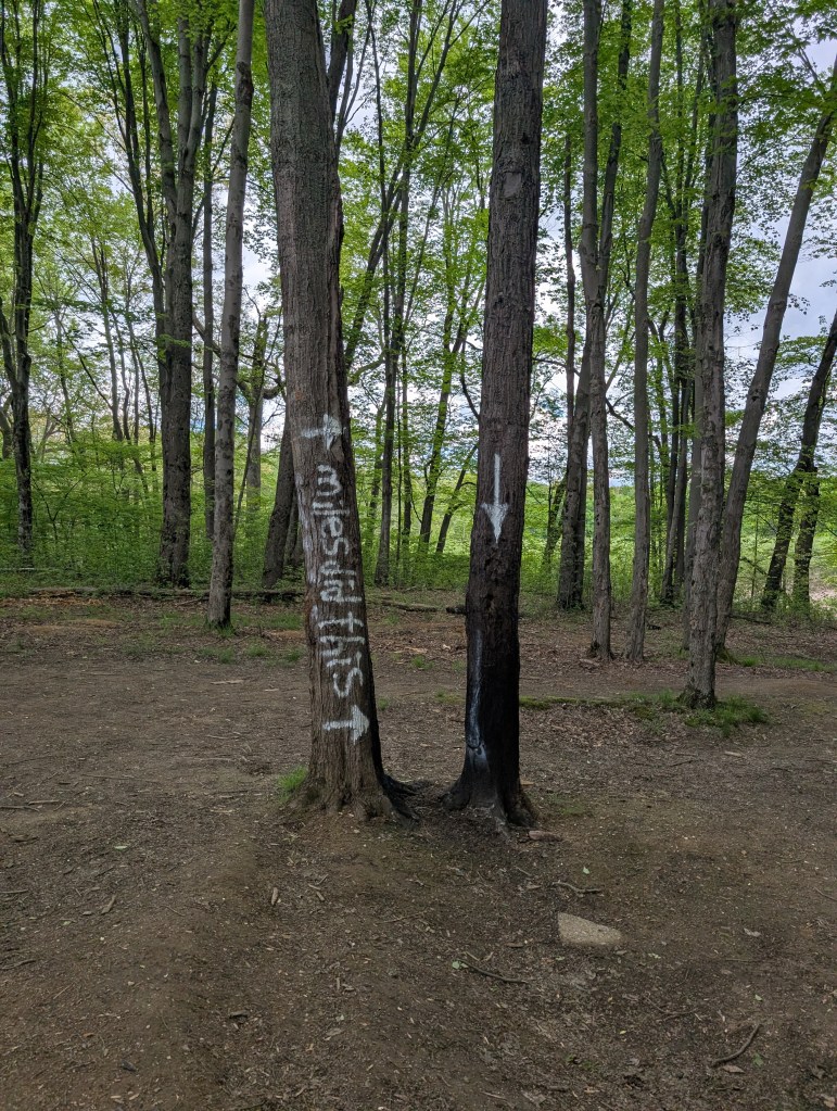Two tall, thin trees in a clearing. The bottom of one tree has been burned. There is a white paint arrow on that tree pointing to the damage. The second tree has two white paint arrows pointing to the damaged tree and the words "miles did this" in white paint on the trunk.