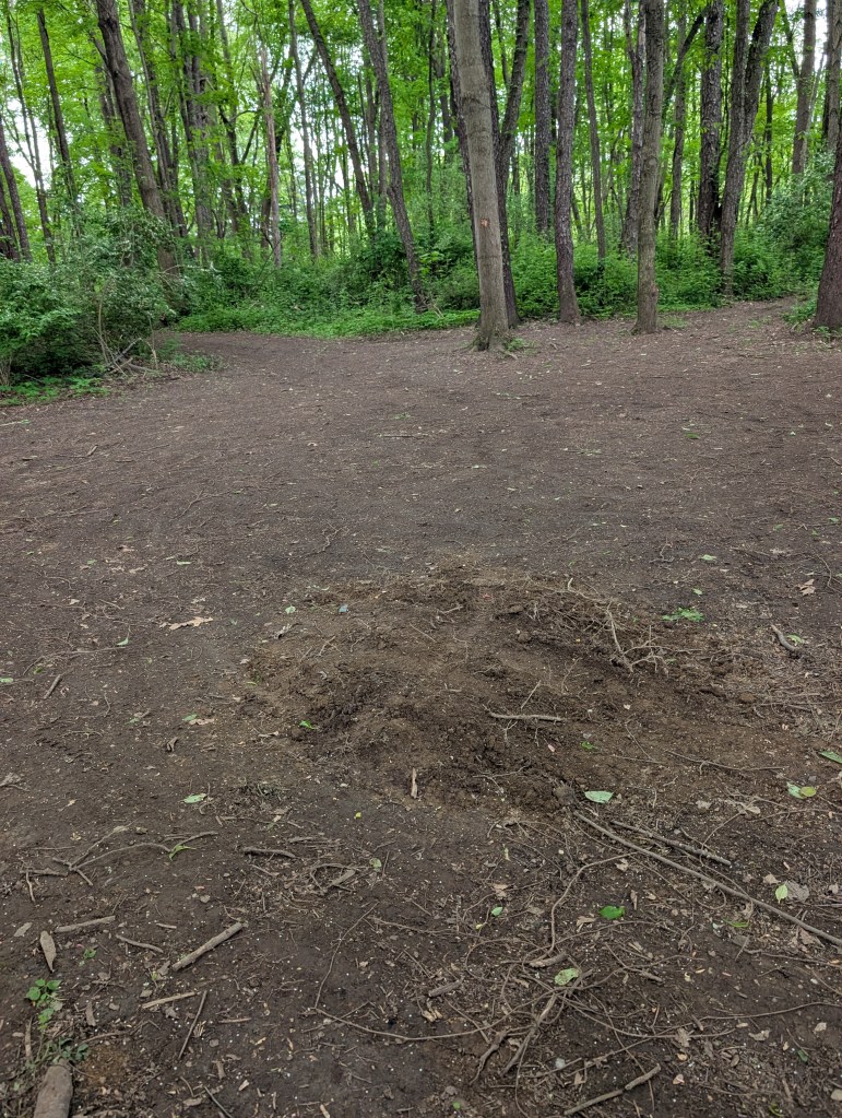 A fresh (small) mound of dirt in a forest clearing.
