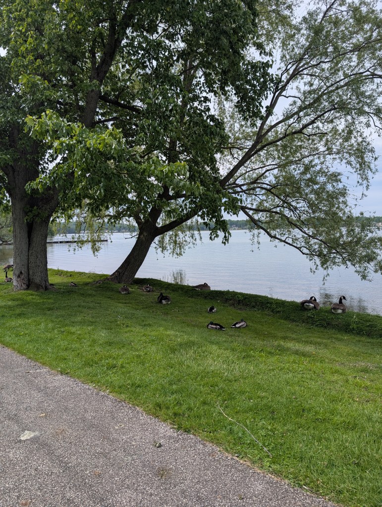 Nearly a dozen Canadian geese sit in the grass under a broad tree by a lake. They look innocent, but they are not.