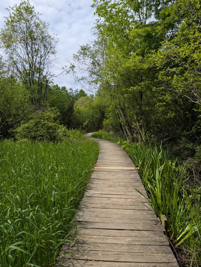 A long plank path in tall green grass that leads into overshadowing trees.