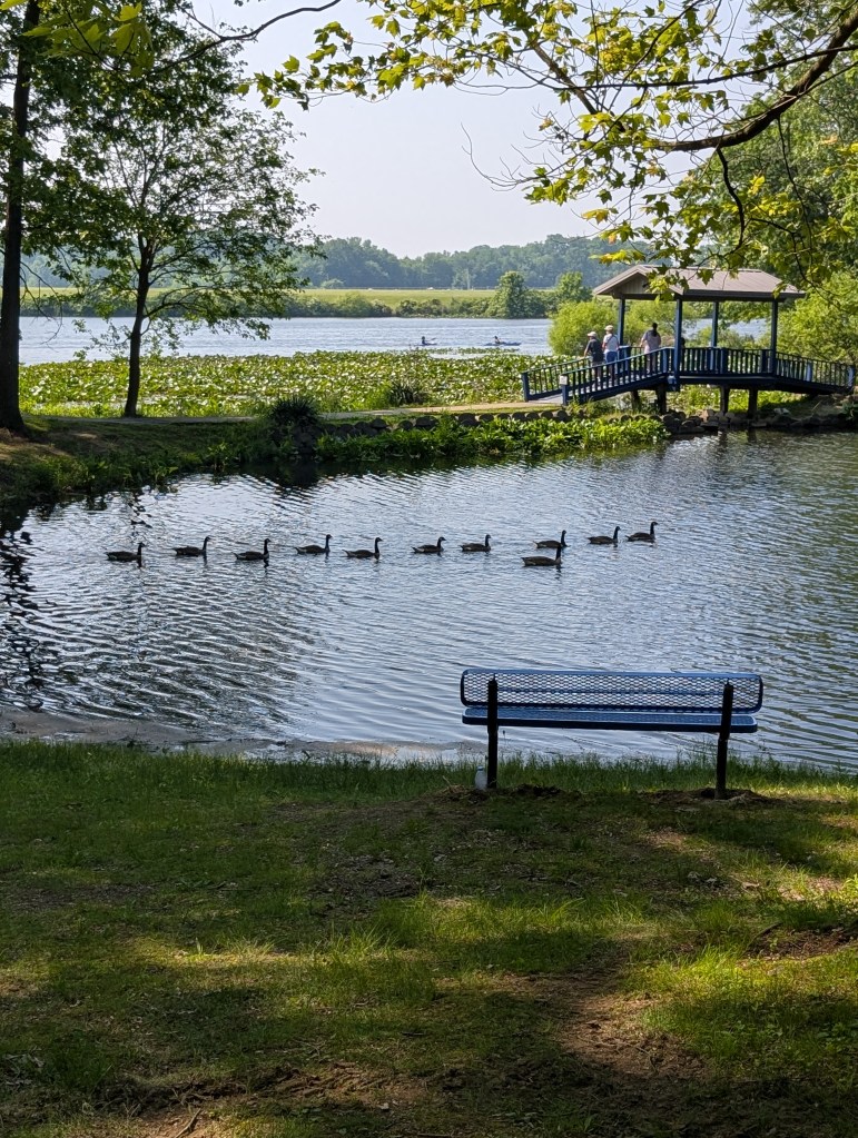A very picturesque scene with a small lake and blue bench in the foreground and a larger lake in the background. On the small lake there is a line of eleven geese swimming. 