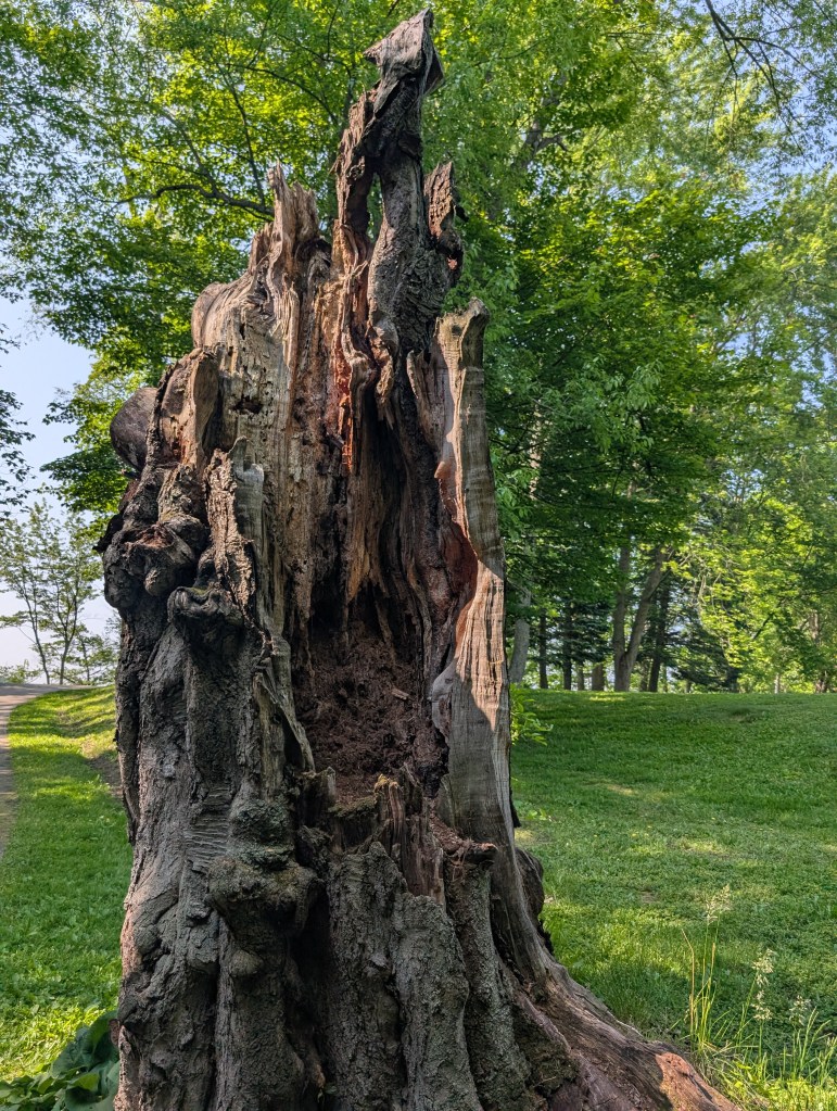 A large and gnarled tree trunk with lots of interesting bumps and crevices. 