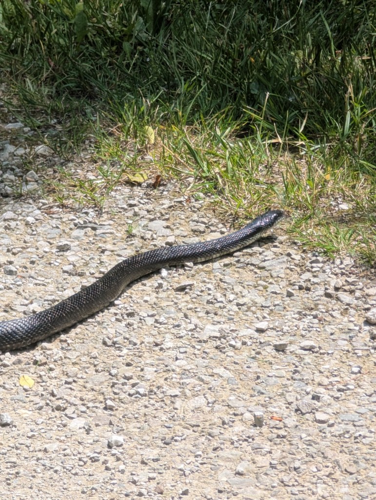A long black snake friend