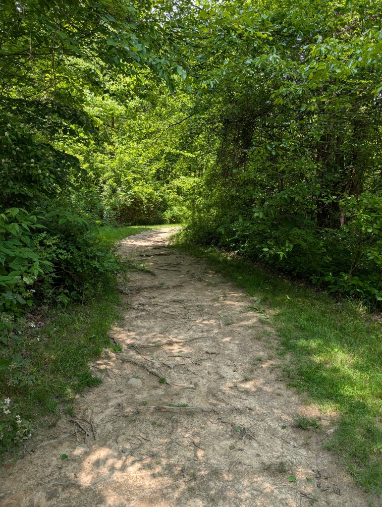 A clear path winding pleasantly through a green woods with bright sun overhead