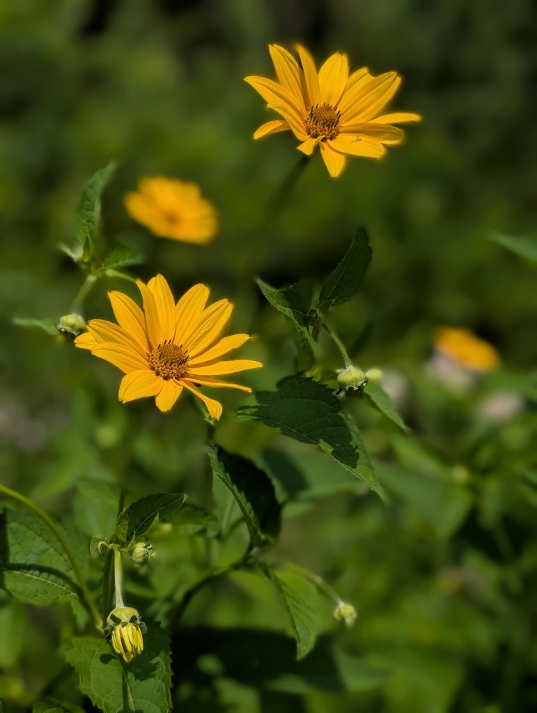 There are some yellow flowers. I probably should know what they are but honestly, I have no clue.