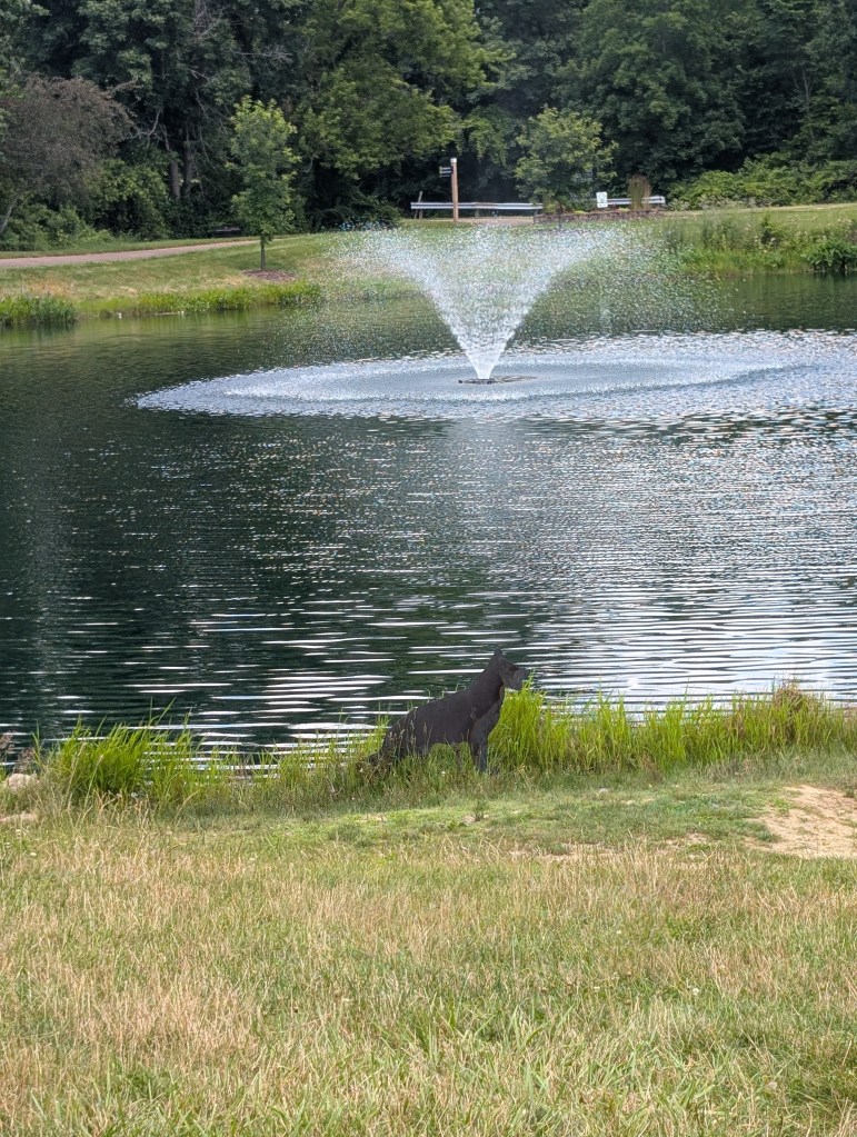 A dark shape that looks like a dog or coyote is in some high grass in front of a pond with a spraying fountain.