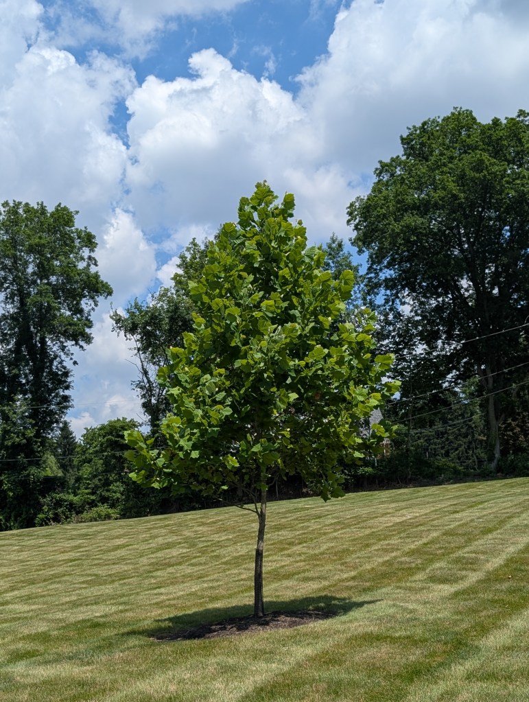 A tree with a thin trunk but pleasingly full top of trees stands along with other trees far in the background. The grass is mown in a checkerboard pattern. 