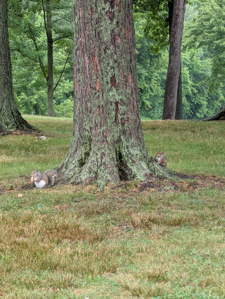 Two squirrels flank a thick tree trunk. One squirrel is facing away, eating something. The other squirrel is peeking around the trunk at the first.