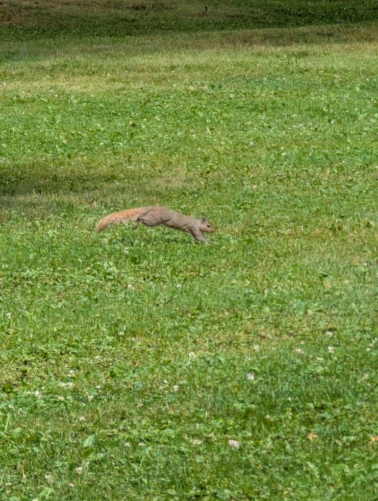 A squirrel is leaping through bright green grass in a sunlit park. 